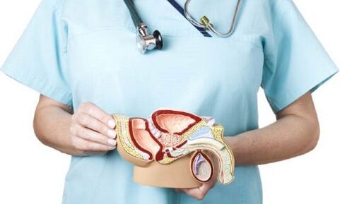 model sistem genitourinari pria dan pengobatan prostatitis